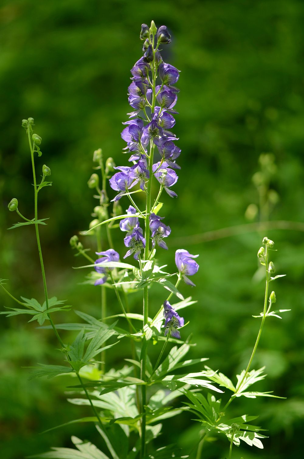 Northern monkshood in bloomCheck out this northern monkshood in full bloom at Driftless Area National Wildlife Refuge.Photo…