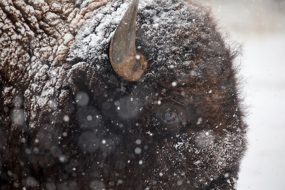Bison in snow, Mammoth Hot Springs