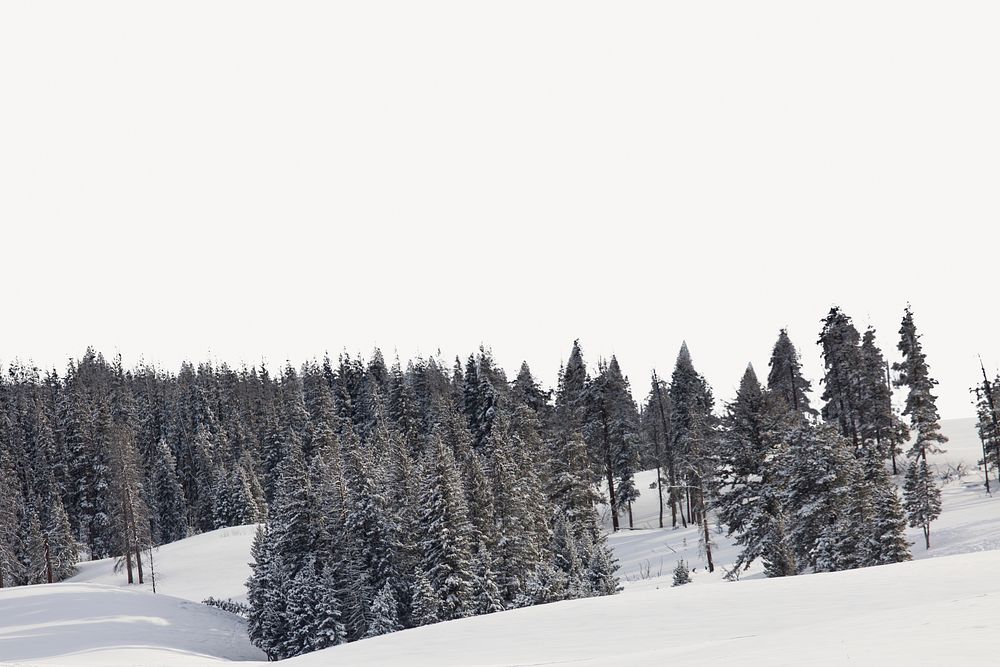 Pine forest border, winter landscape image psd