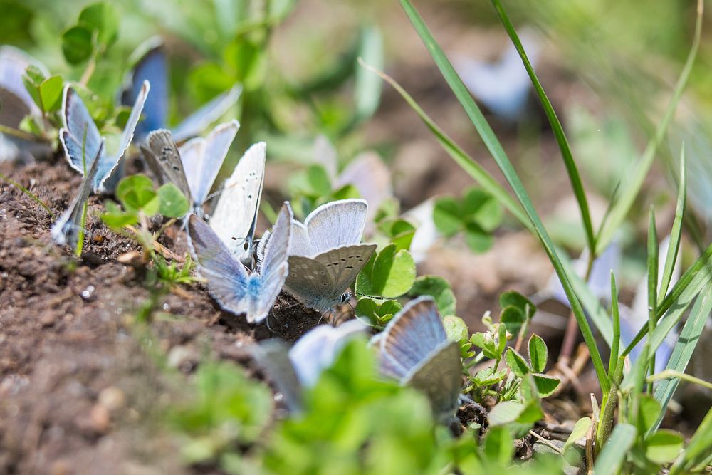 A kaleidoscope of butterflies (Boisduval's blue), Mammoth Hot Springs