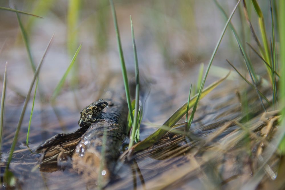 Boreal Toad Release Powell Ranger District