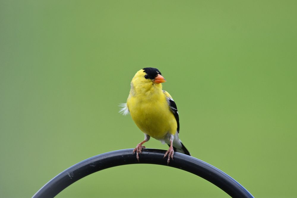 American goldfinchA goldfinch rests near the bird feeder.Photo by Courtney Celley/USFWS. Original public domain image from…