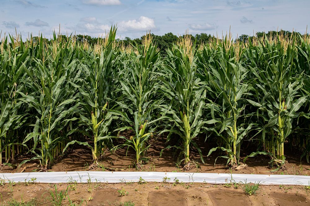 neighboring farm operation corn, uses Free Photo rawpixel