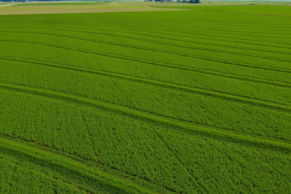 Before precision land leveling, this neighboring rice field has a crop of equal age, but to compensate for an elevation…