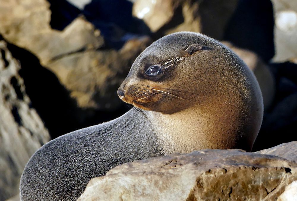New Zealand Fur Seal.