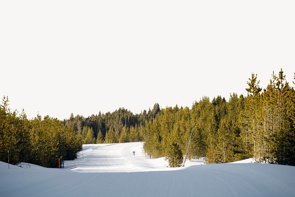 Pine forest border, winter landscape image psd