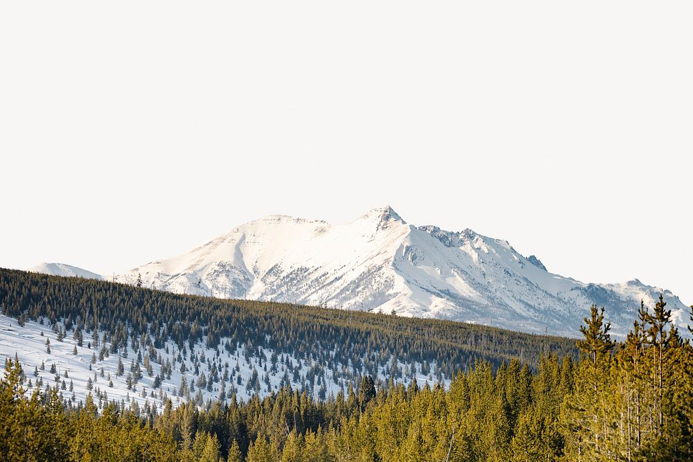 Pine forest border, winter landscape image psd