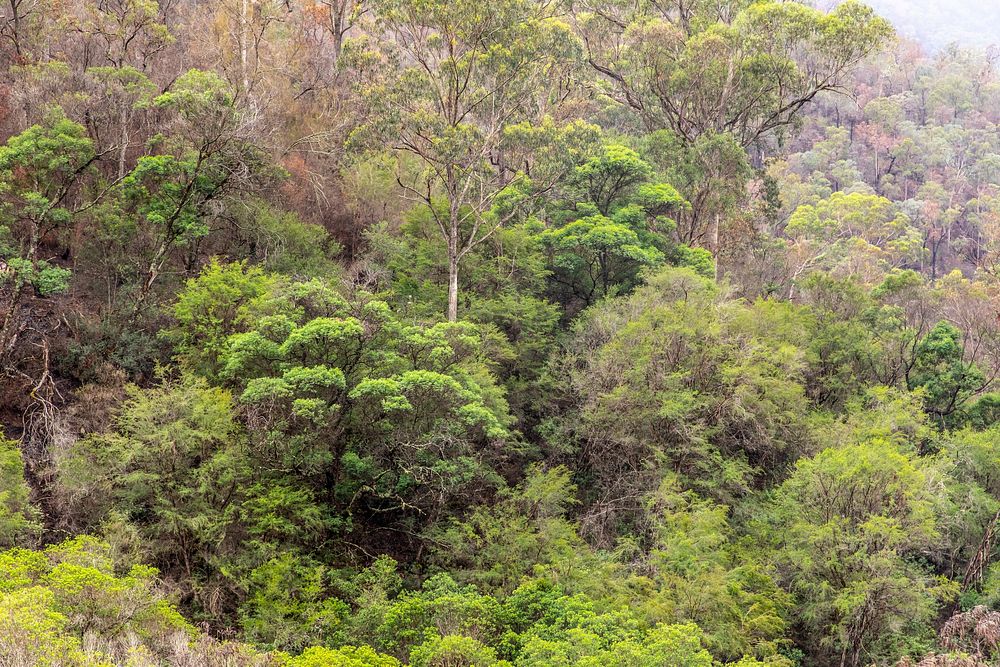 Post-bushfire recovery in AustraliaA view of unburned, native vegetation in Victoria, Australia. (DOI/Neal Herbert).…