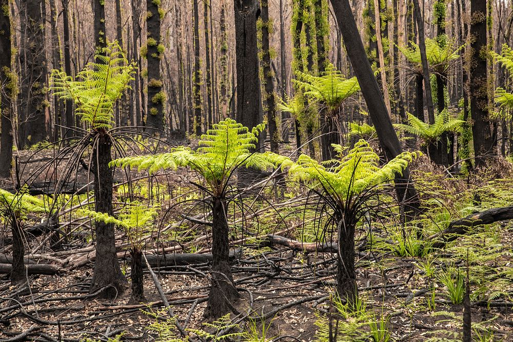 Post-bushfire recovery in AustraliaTree ferns and eucalyptus trees sprouting new growth in a burned area near Martin's Creek…