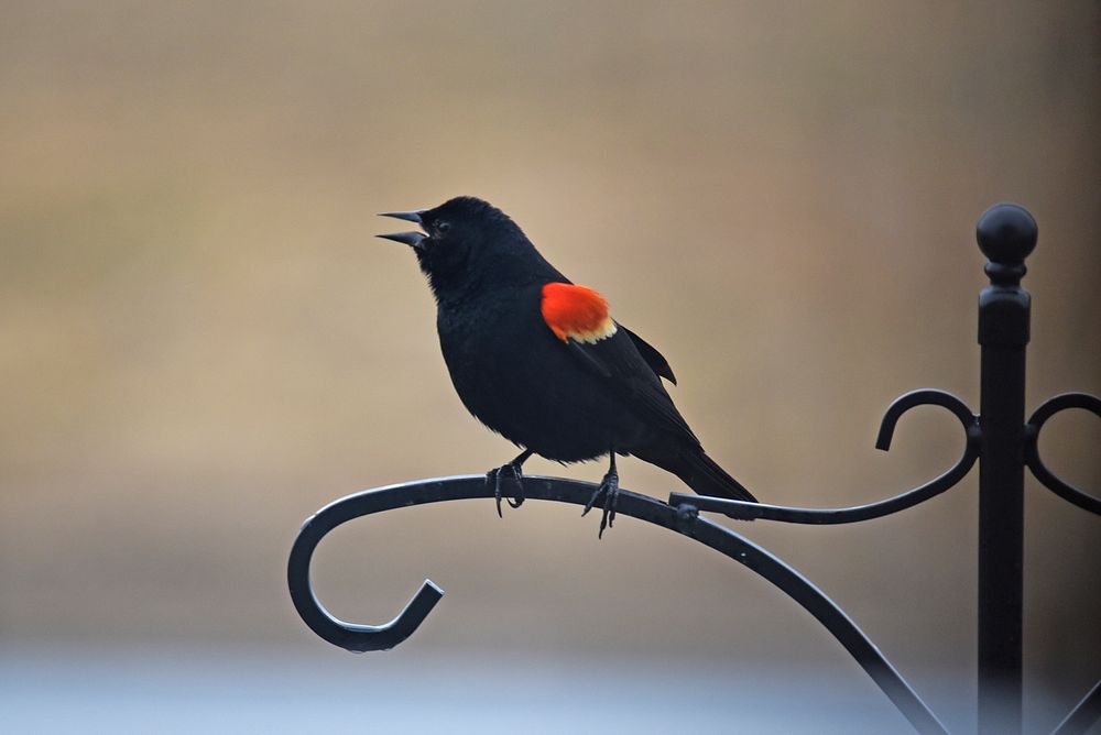 Red-winged blackbirdWe spotted this red-winged blackbird calling and scoping out the territory near a bird feeder.Photo by…
