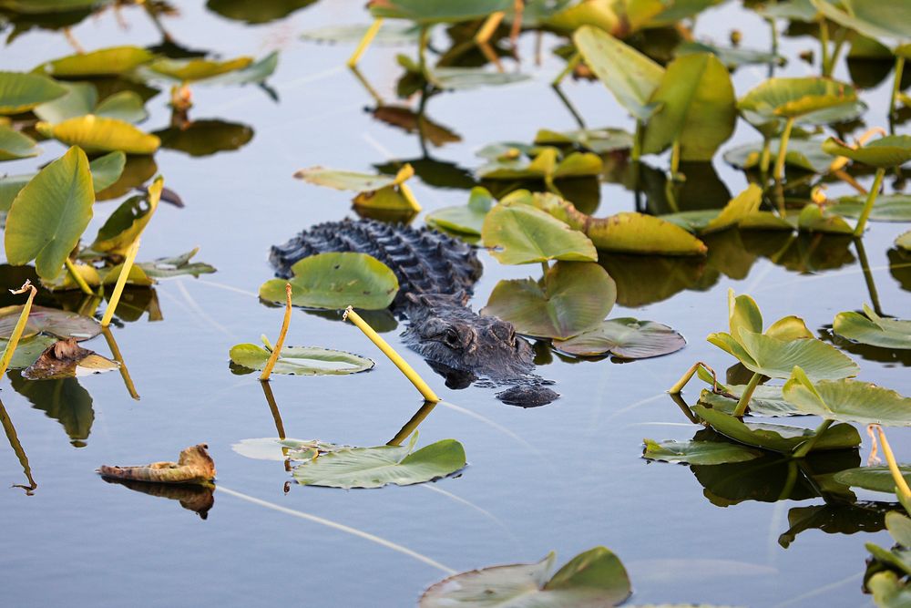 Alligator swimming through spatterdock