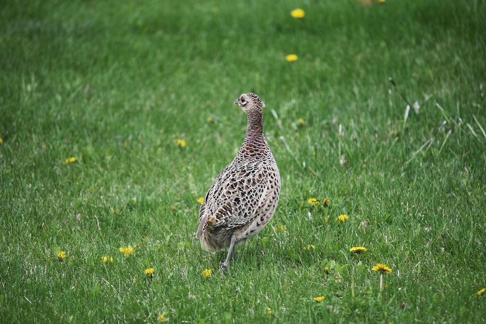Ring-necked pheasantA female ring-necked pheasant strolls through the back yard.Photo by Courtney Celley/USFWS. Original…