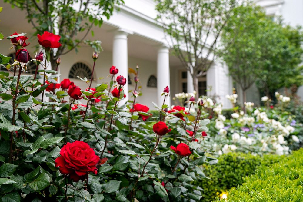 President Trump Returns to the White HouseRoses are seen in bloom Thursday, May 14, 2020, in Rose Garden of the White House.…