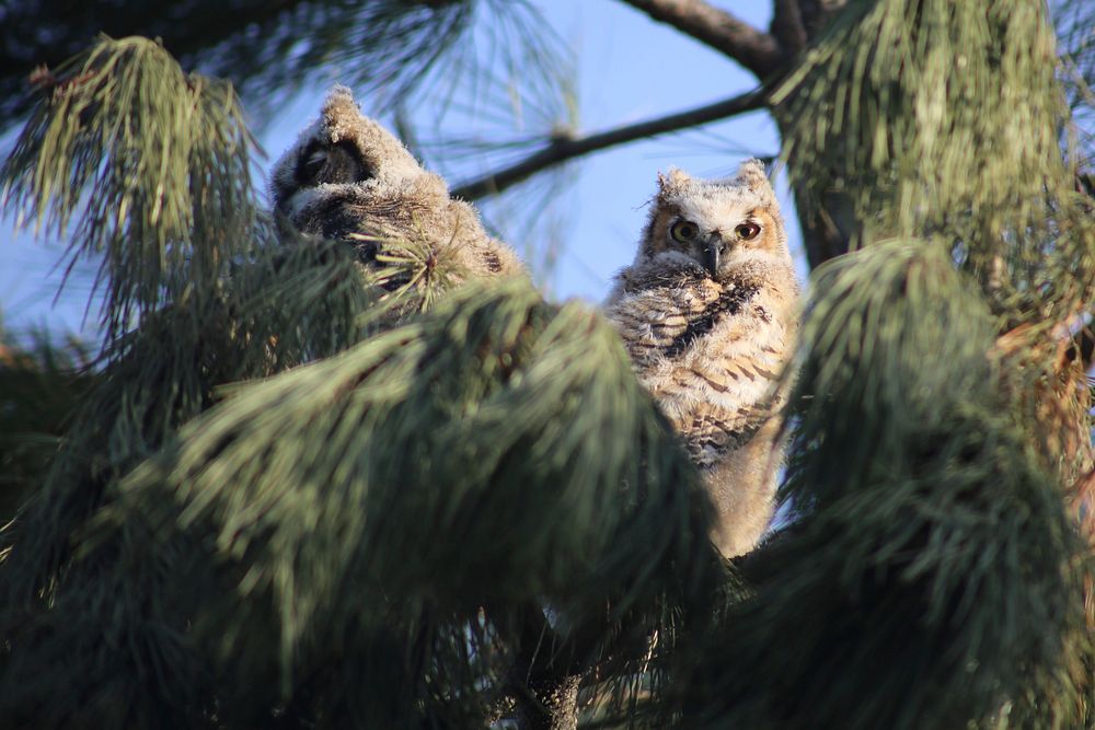 Great Horned Owls on the Caribou-Targhee National Forest. May 2020. (Forest Service Photos by Kelly Wickens). Original…