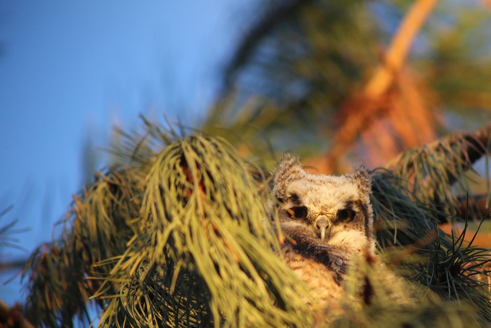 Great Horned Owls on the Caribou-Targhee National Forest. May 2020. (Forest Service Photos by Kelly Wickens). Original…