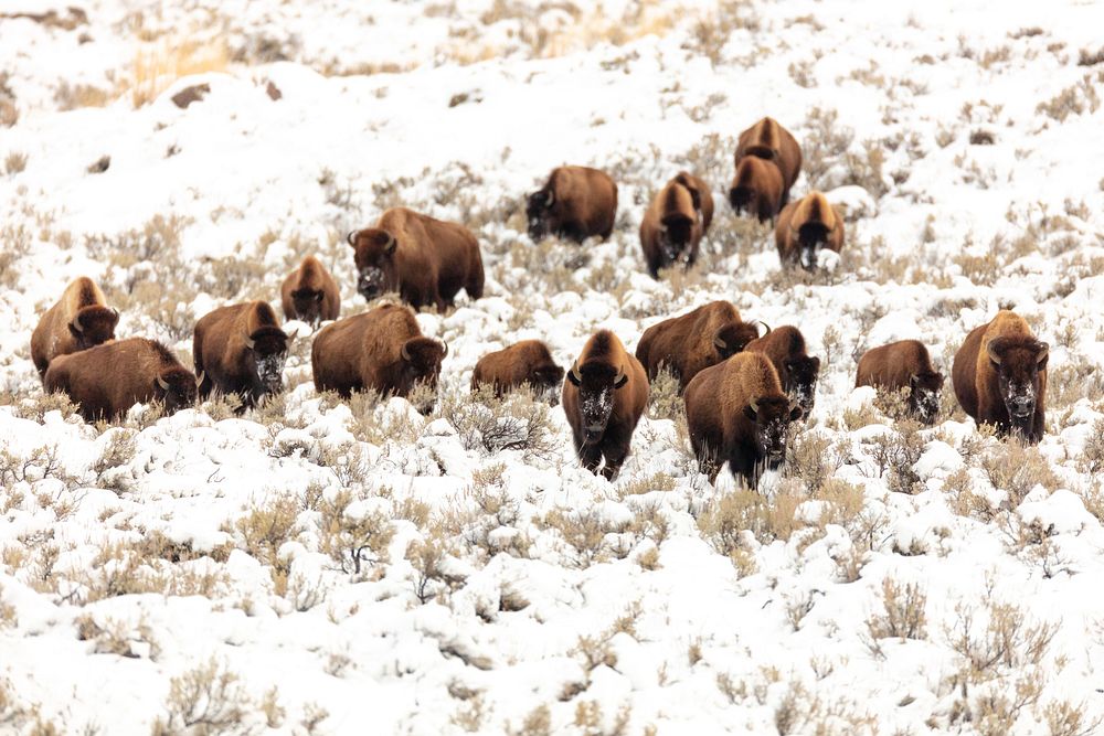Group of bison migrating through the snow near Blacktail Pondsby Jacob W. Frank. Original public domain image from Flickr