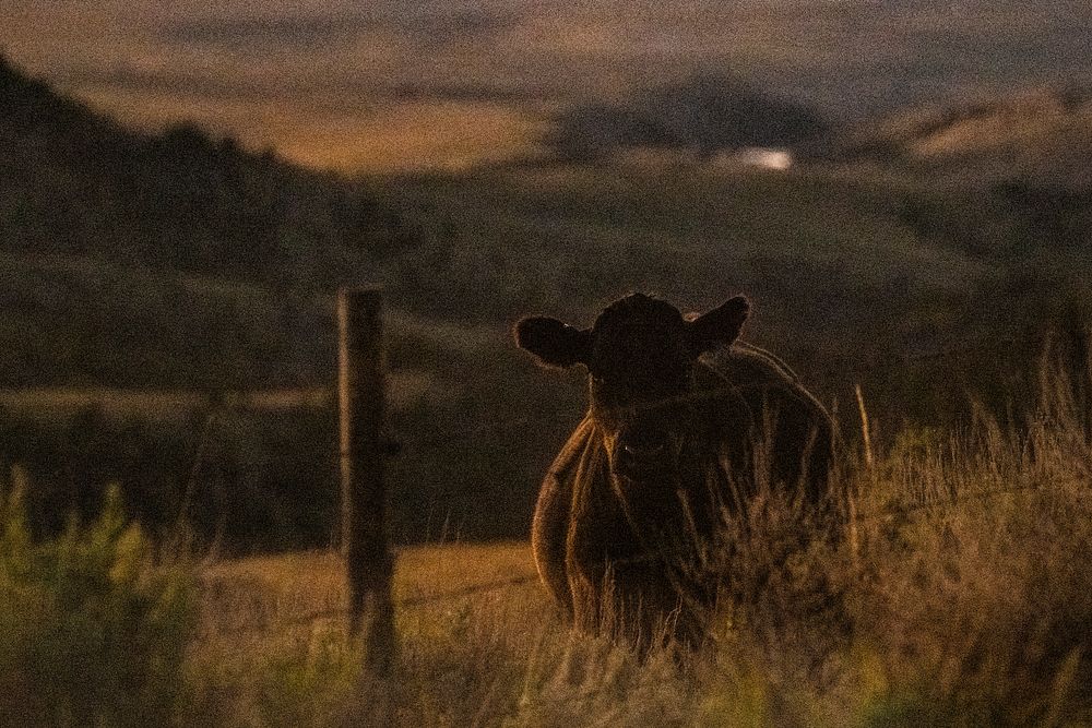 Cattle near Rangeland near Sauerbier Ranches LLC, where producer Dan Doornbos (vest) and son-in-law ranch operator Ryan…