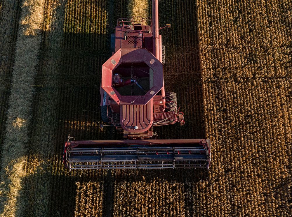 A combine harvester in wheat fields at P&J Ranches where Producer Steve Burke (black baseball cap) and other landowners use…