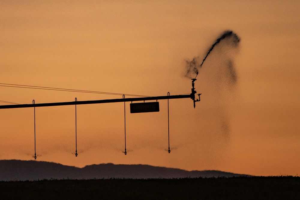 Sunrise pivot irrigation near P&J Ranches where Producer Steve Burke (black baseball cap) and other landowners use water…