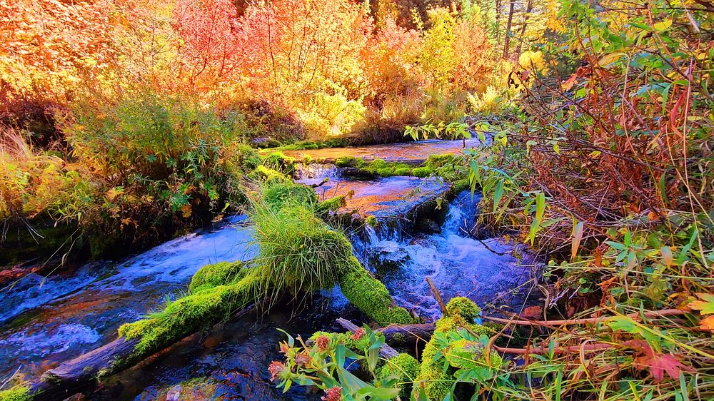Cub River Flat Trail to Spring Fall Color Reflections in the Creek. Photo by Rose Lehman, CTNF Botanist. Original public…