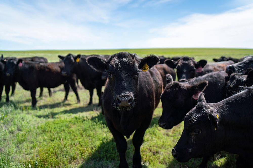 Grass-fed Aberdeen Angus, Fauque Farms. Animals graze a 1-acre strip each day during intense rotational grazing. Toole…
