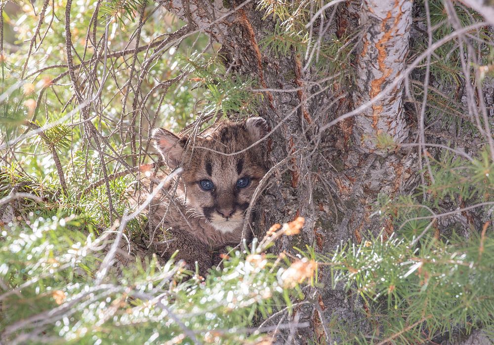 Cougar kitten in a tree by Diane Renkin. Original public domain image from Flickr