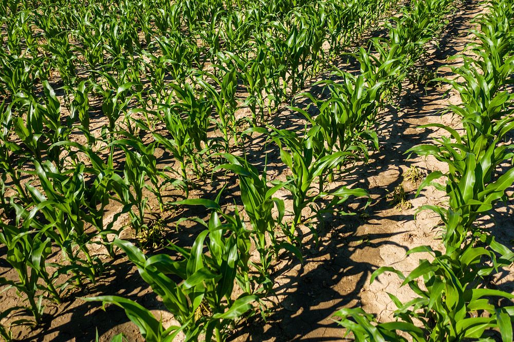 Silage corn grown on the Michael family farm.