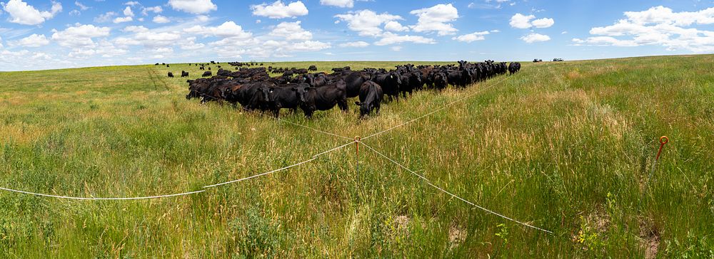 High stock density cattle grazing.