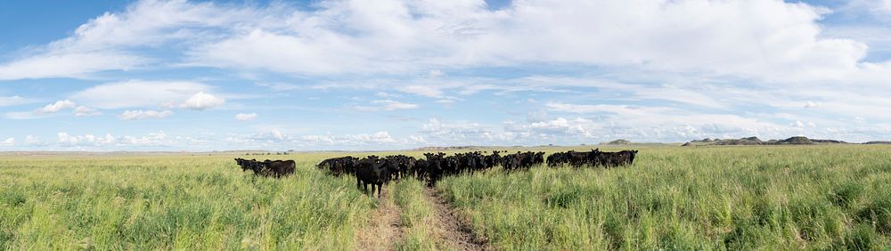 Through the CSP Program, the Burgess Ranch converted cropland to perennial vegetation using cover crops as a soil primer.