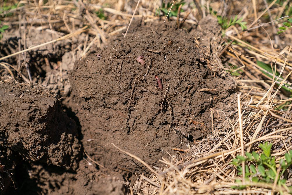 In healthy soil, earthworms feed off deep, large rooting plants like turnips and radishes. Earthworms feed off roots to…