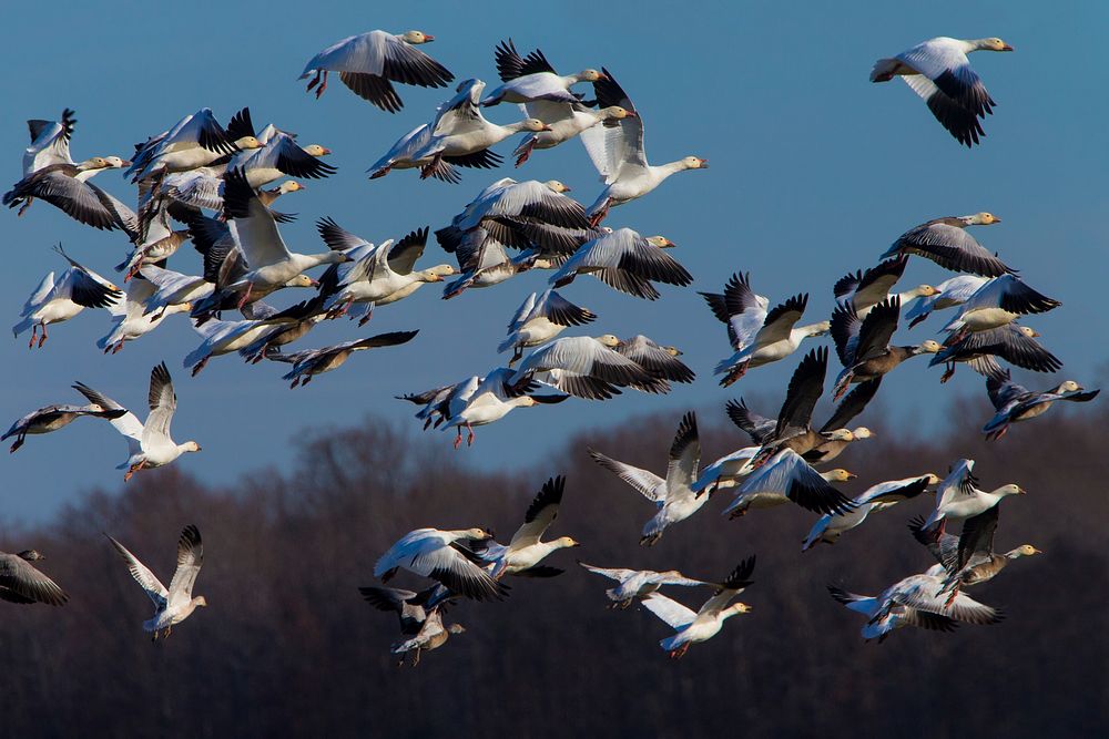 Flock of Snow Geese in Arkansas. Original public domain image from Flickr