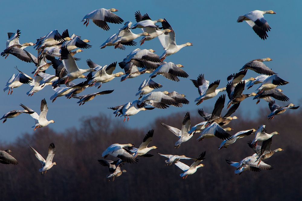 Flock Snow Geese Arkansas. Original | Free Photo - rawpixel