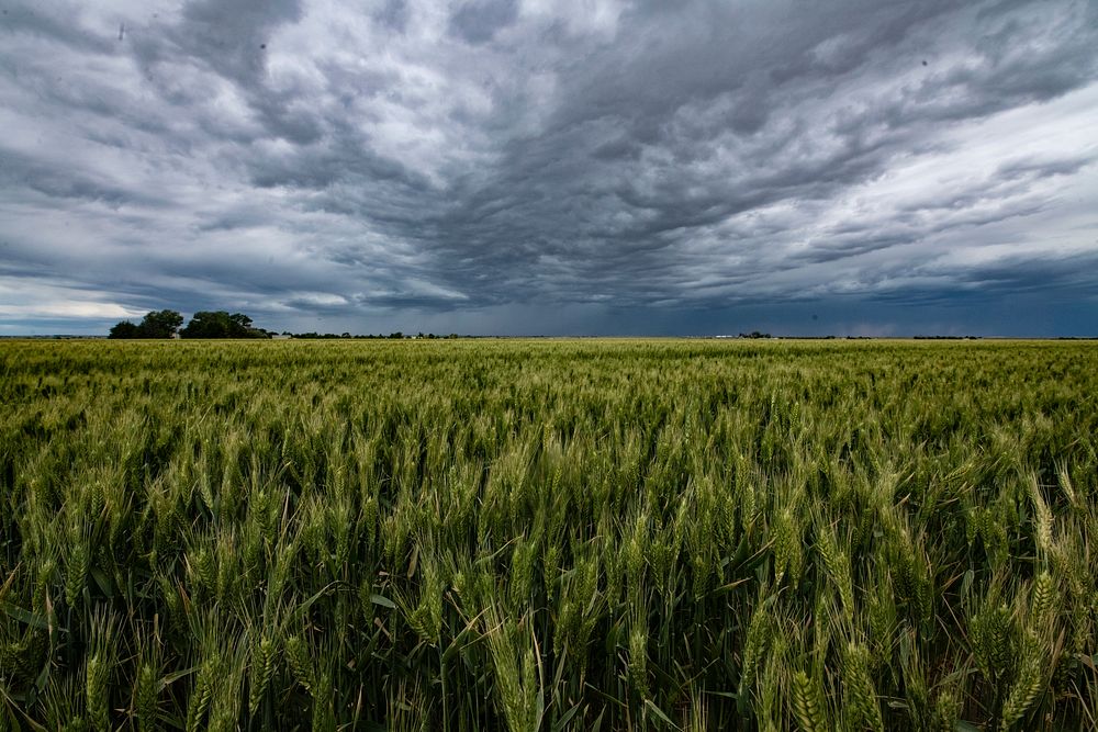 Wheat fields and rain clouds at the Marc Arnusch Farms, in Keenesburg, CO, on June 19, 2020.