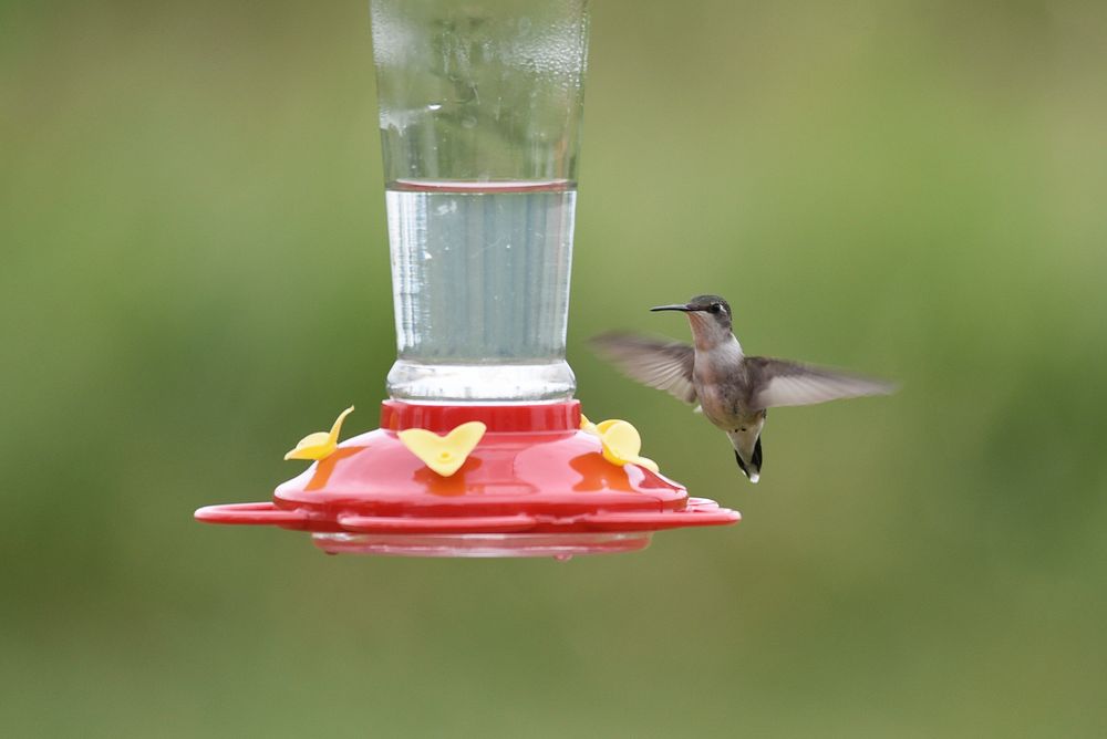 Ruby-throated hummingbirdA female ruby-throated hummingbird visits a hummingbird feeder.Photo by Courtney Celley/USFWS.…