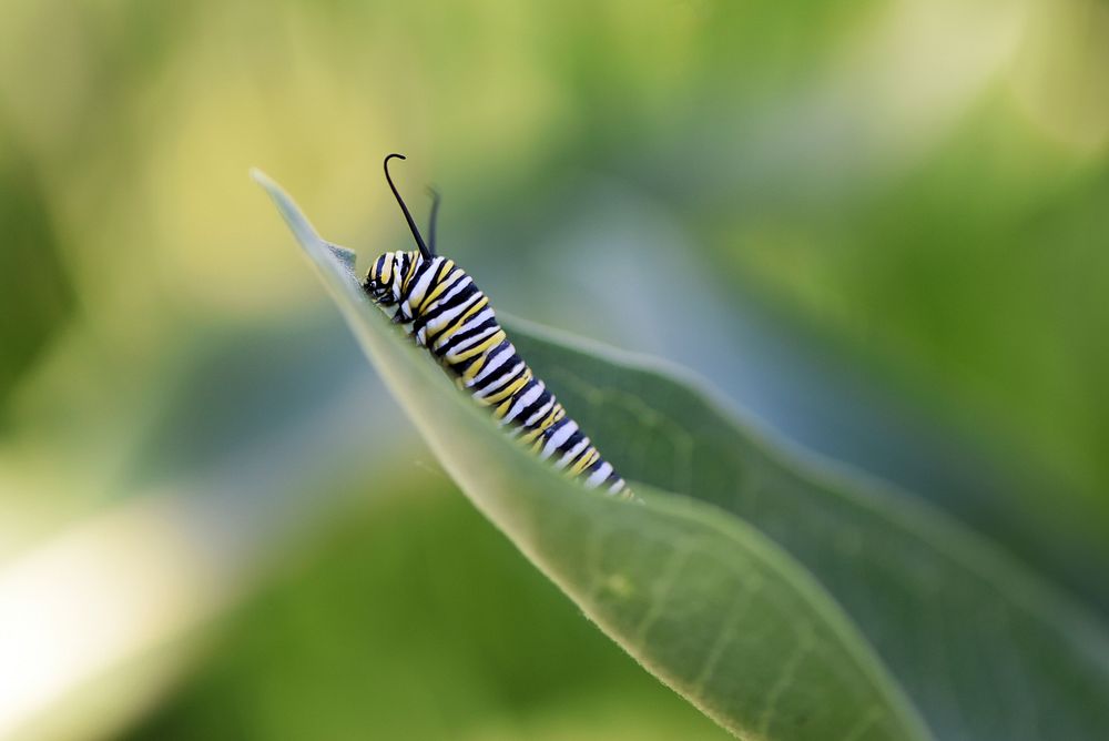 Monarch caterpillarA monarch caterpillar munches on a common milkweed leaf.Photo by Courtney Celley/USFWS. Original public…