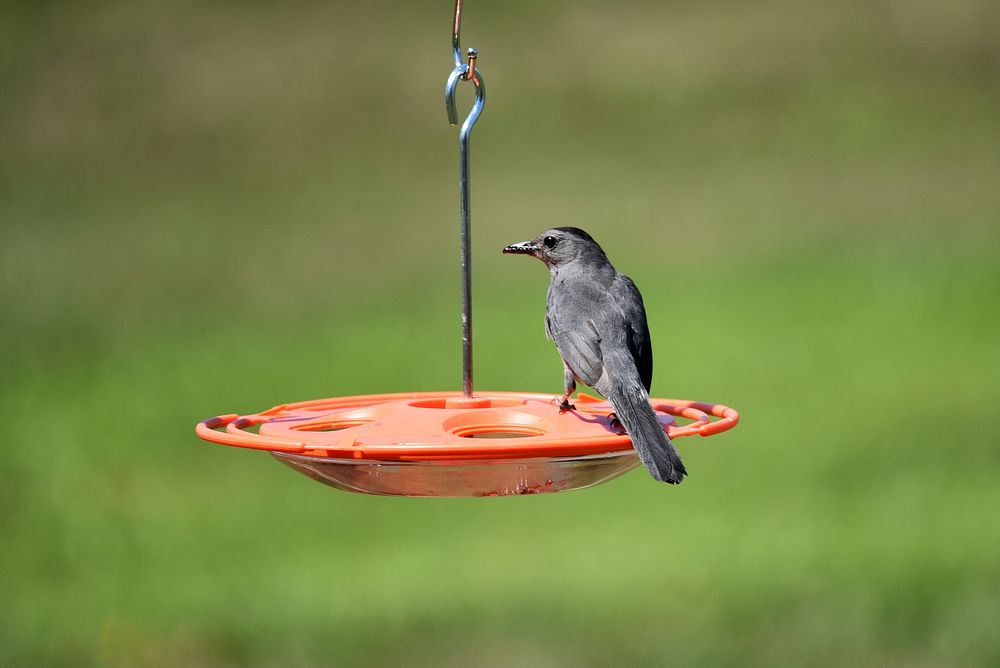 Gray catbirdA gray catbird stopped by the oriole feeder for a sweet snack. Photo by Courtney Celley/USFWS. Original public…