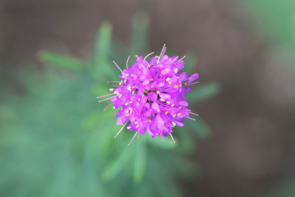 Purple prairie cloverPhoto by Courtney Celley/USFWS. Original public domain image from Flickr