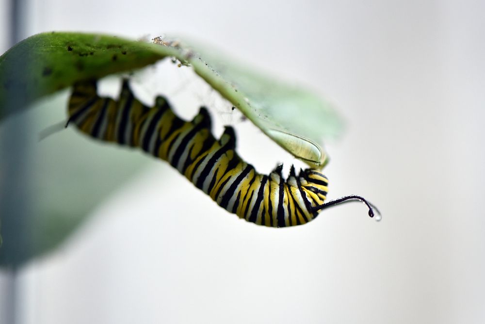 Chilly monarch caterpillar