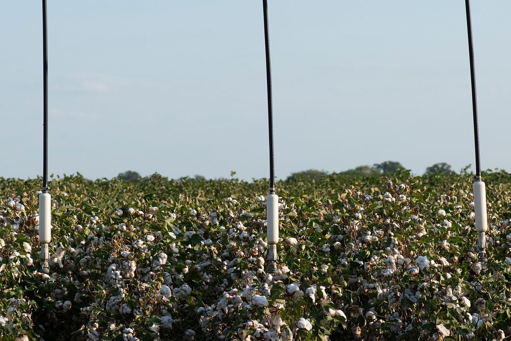 Pivot irrigation sprinklers hang above cotton plants, in Batesville, TX, on August 23, 2020.