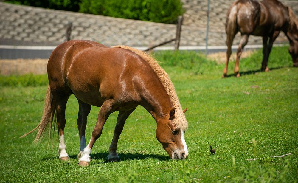 Horses within the Lewiston Orchards area of the city of Lewiston, Idaho.