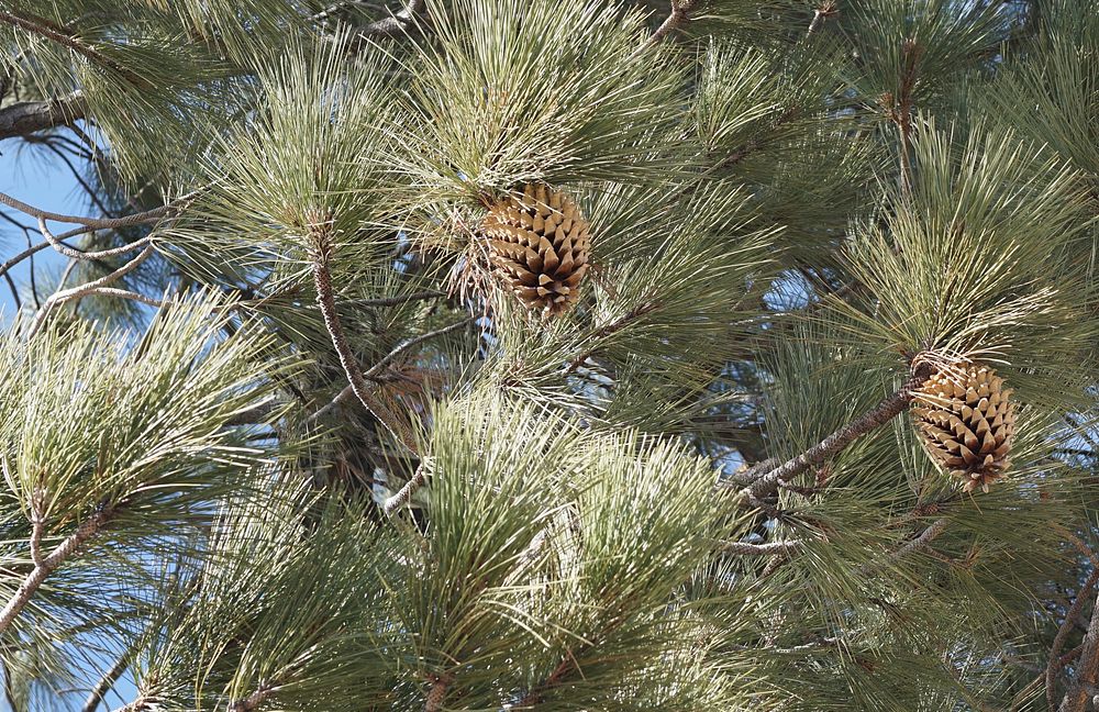 Coulter pine cones hang brom branches off Holcomb Valley Road (3N16) near Green Valley Lake, Calif. Original public domain…