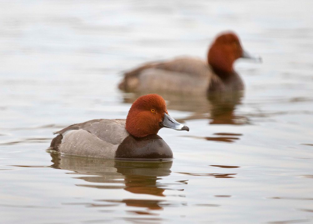 Redhead ducksPhoto by Mike Budd/USFWS. Original public domain image from Flickr