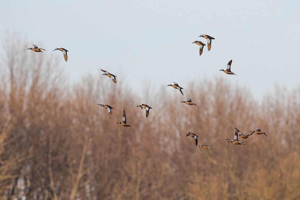 Blue-winged teal in flightPhoto by Mike Budd/USFWS. Original public domain image from Flickr