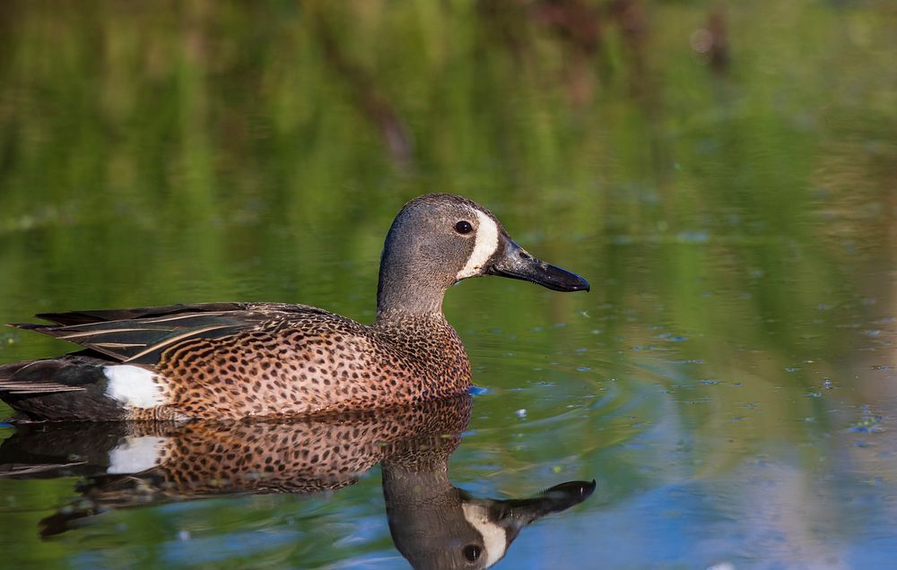 Blue-winged tealWe spotted this blue-winged teal at Shiawassee National Wildlife Refuge in Michigan.Photo by Mike…