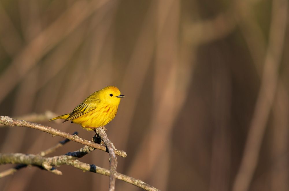 Yellow warblerWe spotted this yellow warbler at Shiawassee National Wildlife Refuge in Michigan.Photo by Mike Budd/USFWS.…