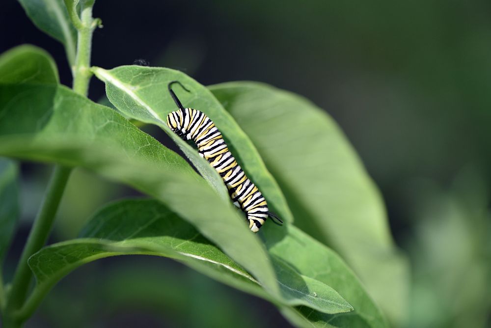 Monarch caterpillar on common milkweedMonarch caterpillars are busy chowing down on milkweed leaves and growing quickly.…