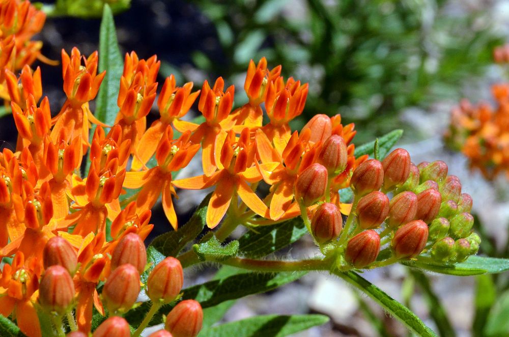 Butterfly milkweed in bloomWe spotted these vibrant orange blooms on butterfly milkweed in Minnesota.Photo by Tina…