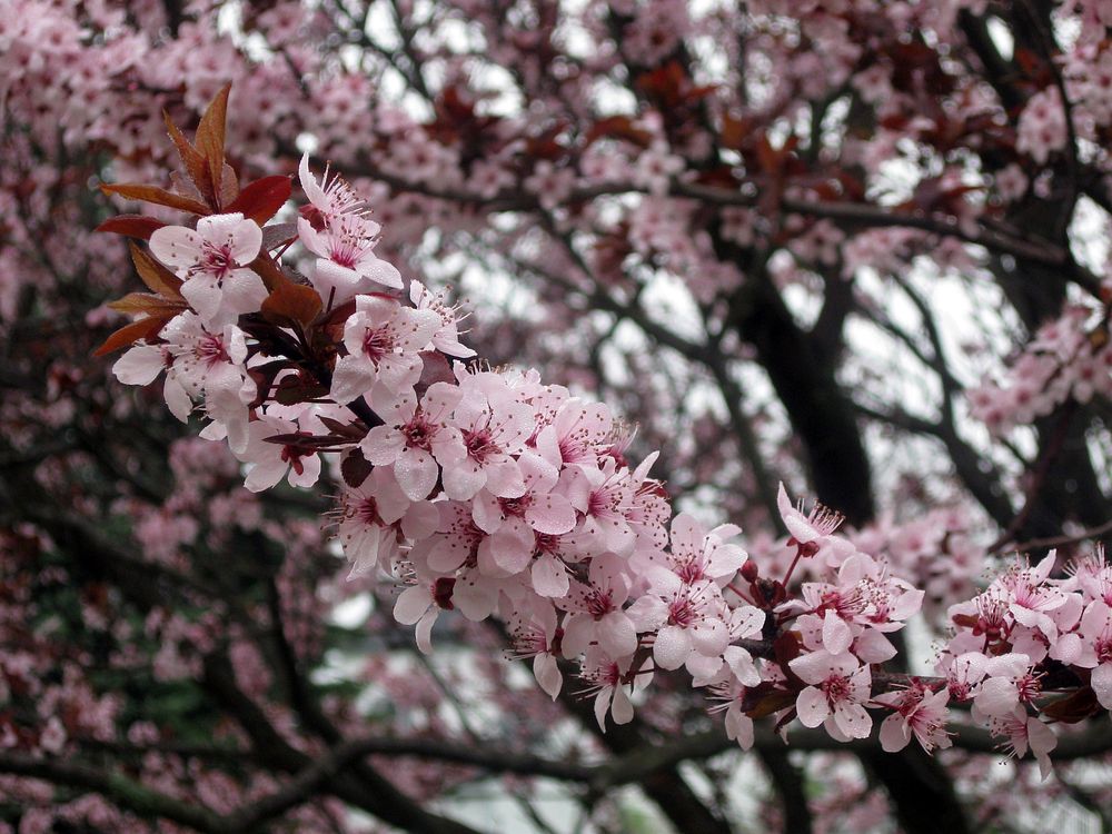 Photo of the Week - Spring blossoms (MA)