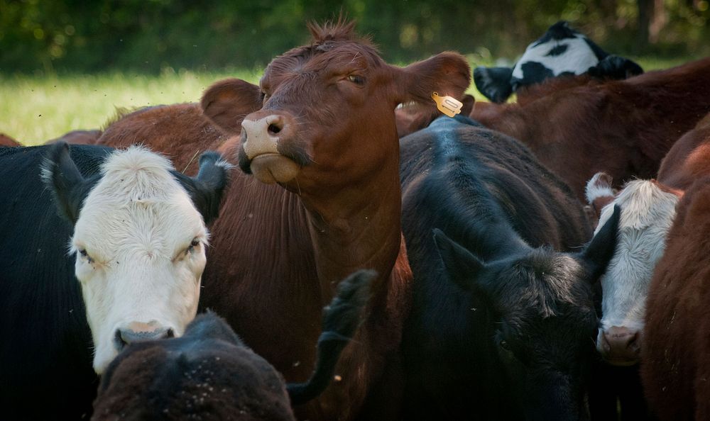 Cattle graze on grass at the Tuckahoe Plantation, in Goochland County, VA area on Thursday, May 5, 2011.