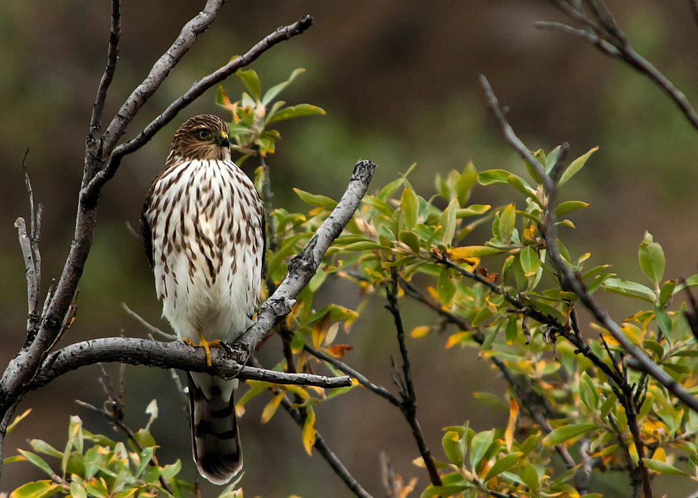 Sharp-shinned Hawk. Photo by Tim Rains. Original public domain image from Flickr